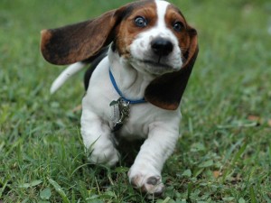 beagle-eyes-animals-grass-dogs-running-244467