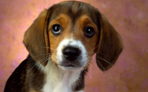 puppy_eyes_beagle-wide