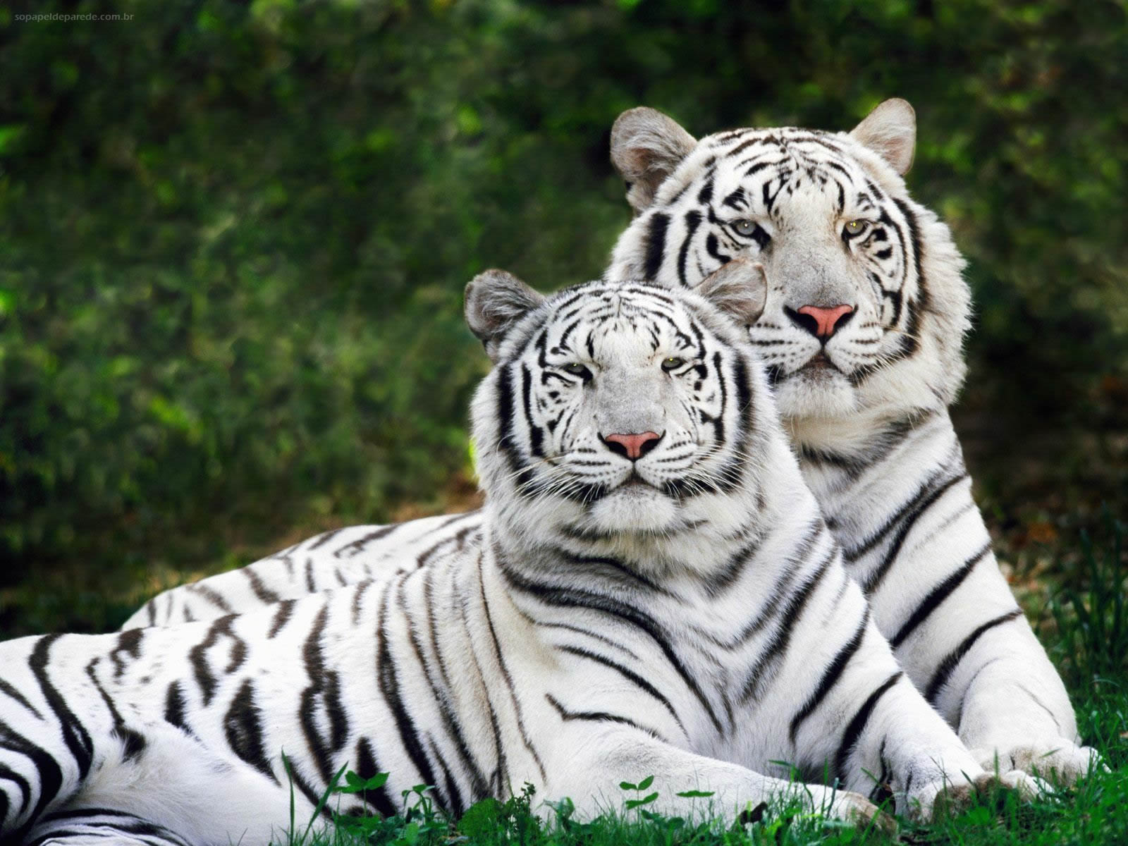 Tigre Branco e Leões – Papel de Parede